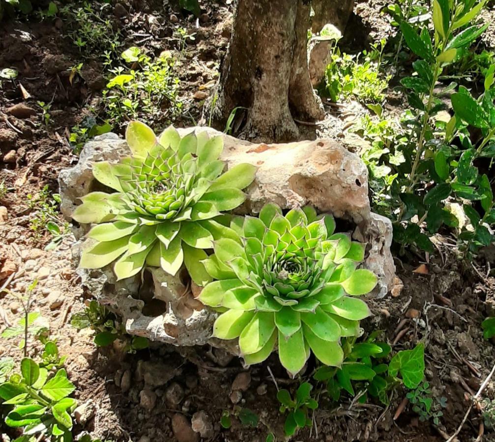 Apartmani Lea Starigrad Paklenica Luaran gambar