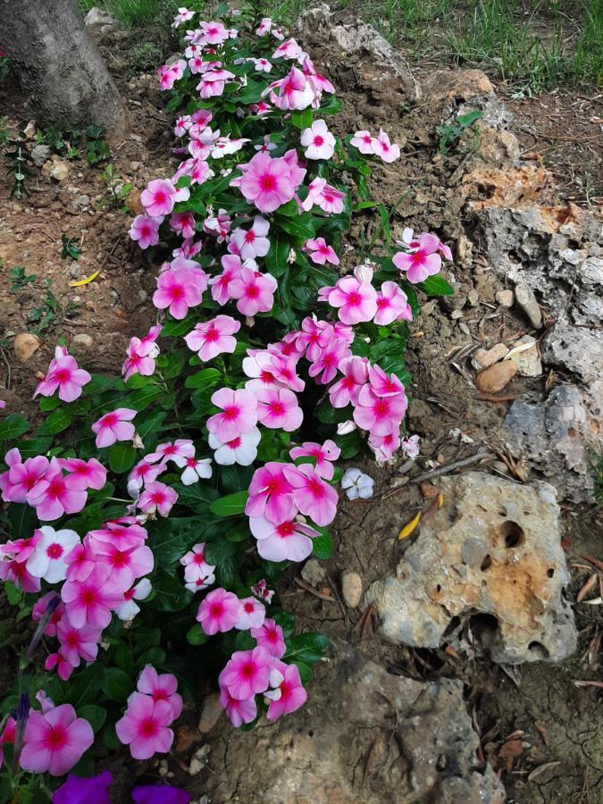 Apartmani Lea Starigrad Paklenica Luaran gambar
